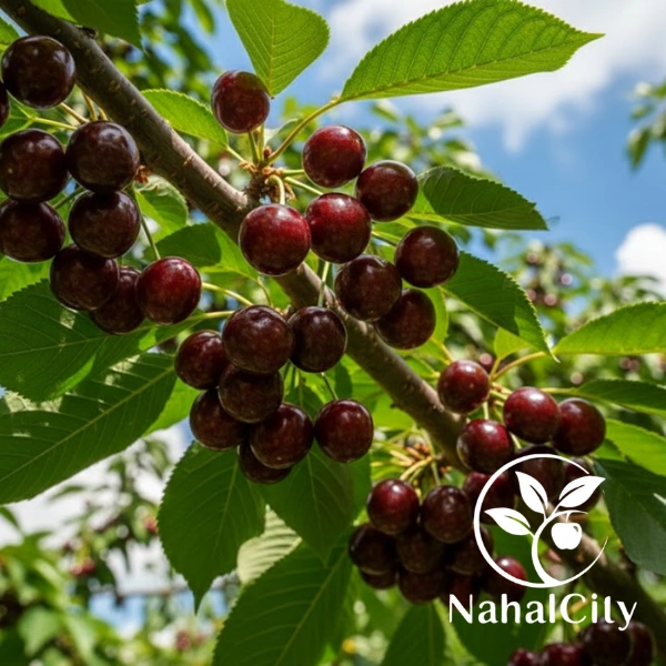 نهال آلبالو مورلو خوشه ای نهال آلبالو مورلو خوشه ای
