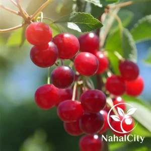نهال آلبالو مونت مورنسی