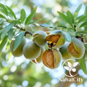 نهال بادام یلدا