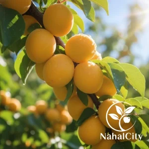 نهال زردآلو اردواباد
