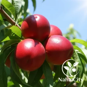 نهال شلیل شبرنگ