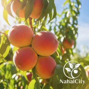 نهال هلو آلبرتا دیررس