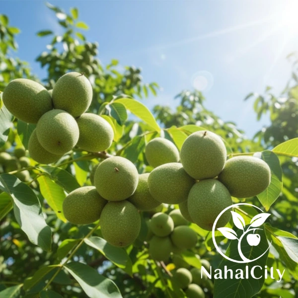 نهال گردو ژنوتیپ رویال نهال گردو ژنوتیپ رویال