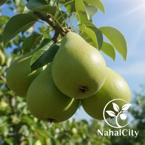 نهال گلابی مشو