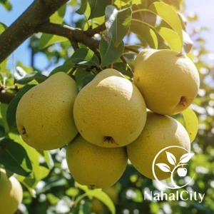 نهال گلابی ویلیام دوشس (دوشیز)