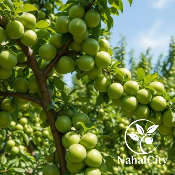 نهال گوجه سبز سررودی نهال گوجه سبز سررودی