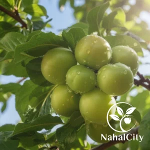 نهال گوجه سبز ملایر